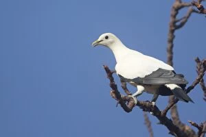 Bicolor Gallery: Pied Imperial-Pigeon - perched on a branch