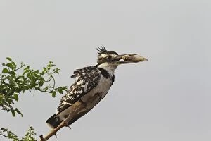Images Dated 24th September 2010: Pied Kingfisher - female - Having just caught a