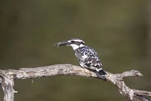 Pied Kingfisher - with fish