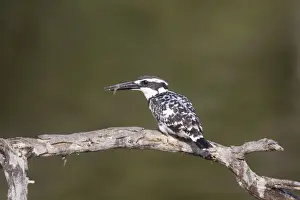 Pied Kingfisher - with fish - Keoladeo Ghana National Park - Bharatpur - Rajasthan - India BI018106