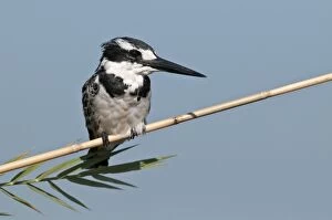 Pied Kingfisher - perched on reed stem