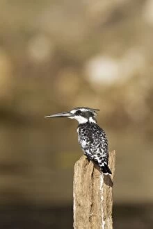 Pied Kingfisher - perching on a pole in the Chobe River
