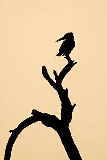 Pied Kingfisher - silhouette
