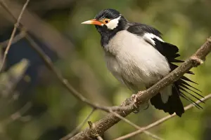 Myna Prints: Pied Myna / Asian Pied Starling - Corbett National Park, India