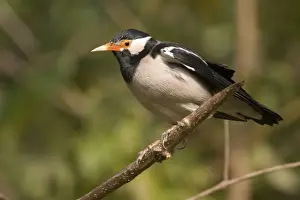 Pied Myna / Asian Pied Starling - Corbett National Park, India