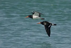 Pied Oystercatchers Widespread around Australian coasts, particularly along sandy beaches. At the Lacepede Islands off the Kimberley Coast, Western Australia