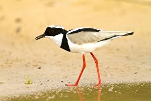 Plover Gallery: Pied Plover / Pied Lapwing