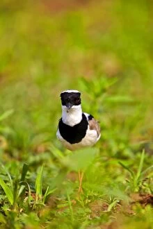 Images Dated 10th October 2014: Pied Plover / Pied Lapwing Pantanal area Mato Grosso
