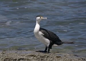 Images Dated 19th January 2005: Pied shag; South Island, New Zealand