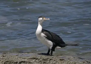 Shags Prints: Pied shag; South Island, New Zealand
