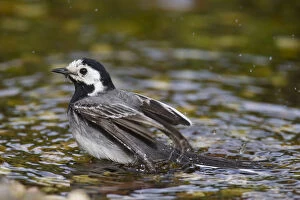 Pied Wagtail - bathing male - Germany