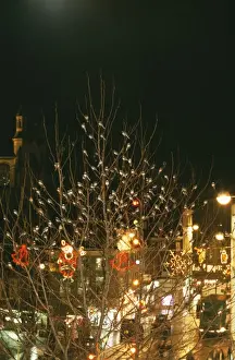 Roosting Prints: Pied Wagtail CK 2076 Roosting in City Motacilla alba © Chris Knights / ardea. com