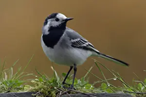 Pied Wagtail - European race, adult in garden Lower Saxony, Germany