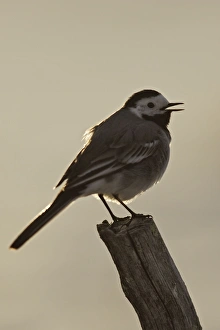 Images Dated 25th April 2007: Pied Wagtail. Kuhmo - Finland