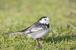 Images Dated 14th February 2008: Pied wagtail - on lawn West Wales UK 005384