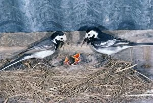 Pied Wagtail - male & female feeding chicks