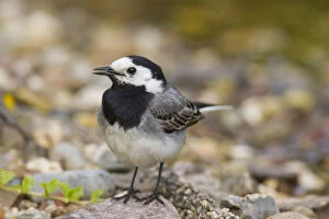 Passerine Bird Gallery: Pied Wagtail - male - Germany