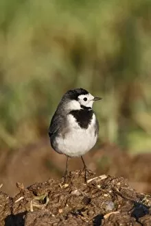 Pied Wagtail - on muck heap looking for flies