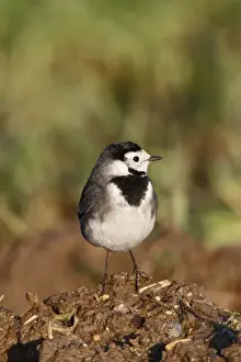 Wagtails Prints: Pied Wagtail - on muck heap looking for flies - Bedfordshire UK 8636