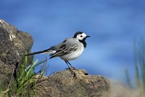 Images Dated 2nd April 2008: Pied Wagtail - on rocks, resting, Alentejo, Portugal