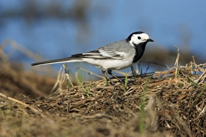 Images Dated 5th April 2008: Pied Wagtail - searching for food at lake side, Alentejo, Portugal