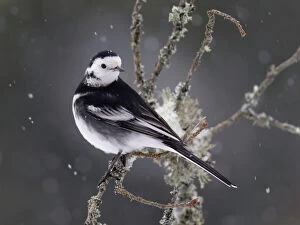 Pied Wagtail in snow January