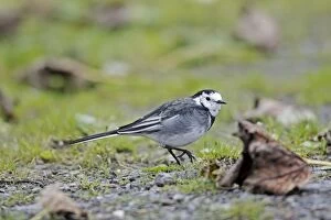 Images Dated 24th September 2010: Pied Wagtail / White Wagtail - searching for food on ground