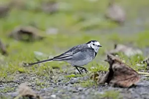 Wagtails Prints: Pied Wagtail / White Wagtail - searching for food on ground - Northumberland - England