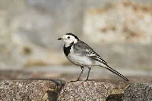 Images Dated 24th December 2010: Pied Wagtail - winter - Cornwall - UK