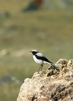 Wheatear Prints: Pied Wheatear