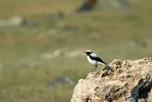 Pied Wheatear
