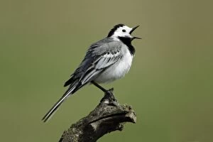 Images Dated 15th April 2006: Pied / White Wagtail- male singing, Neusiedler See NP, Austria