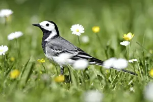 Pied / White Wagtail - searching for food on garden lawn - Lower Saxony - Germany