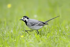 Wagtails Prints: Pied / White Wagtail - searching for food on garden lawn - Lower Saxony - Germany
