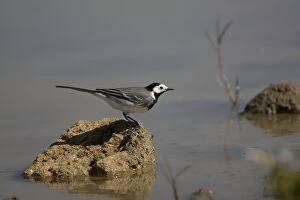 Images Dated 8th March 2007: Pied / White Wagtail - By water