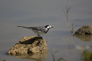 Images Dated 8th March 2007: Pied / White Wagtail - By water