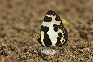 Images Dated 10th December 2008: Pierrot - sucking minerals on sand - Gunung Leuser National Park - Northern Sumatra - Indonesia