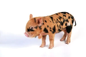 Farm Animals Collection: Pig - 1 week old Kune Kune piglet