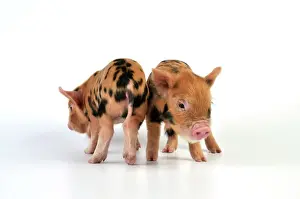 Pigs Prints: Pig - 1 week old Kune Kune piglets