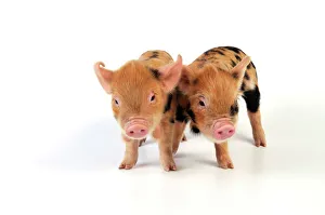 Pig - 1 week old Kune Kune piglets