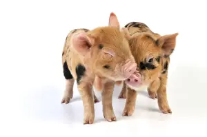 Pigs Prints: Pig - 1 week old Kune Kune piglets
