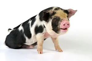 Pig - 2 week old Kune Kune piglet