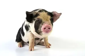 Pig - 2 week old Kune Kune piglet