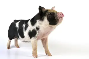 Pig - 2 week old Kune Kune piglet