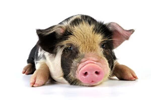 Farm Animals Collection: Pig - 2 week old Kune Kune piglet
