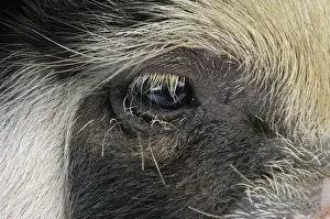 Pig - 2 week old Kune Kune piglet eye