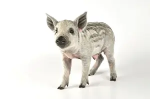Pig - 2 week old Mangalizta piglet