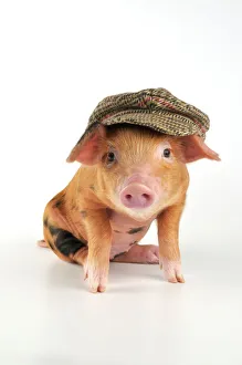 Pig - 2 week old Oxford sandy & black piglet wearing a flat cap Pig - 2 week old Oxford sandy & black piglet wearing a flat cap