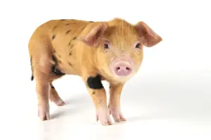 Pigs Prints: Pig - 2 week old Oxford sandy & black piglet