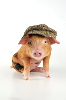 Pigs Prints: Pig - 2 week old Oxford sandy & black piglet wearing a flat cap